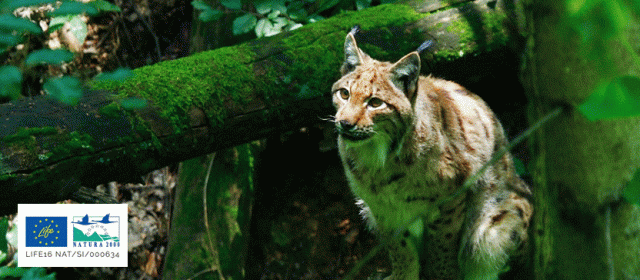 Ali potrebujemo risa?