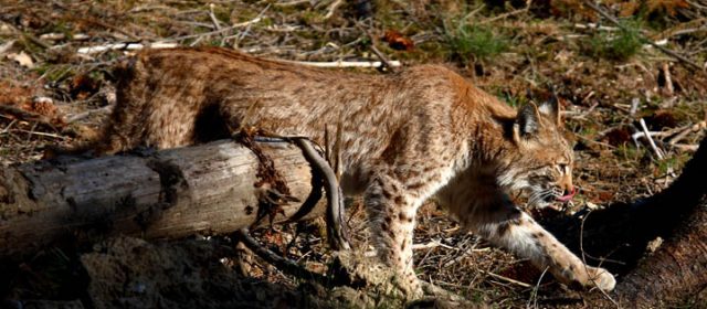 Common Guidelines for Dinaric – SE Alpine Population-level Lynx Management