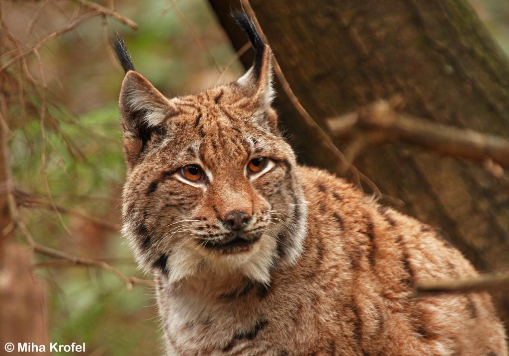 Lynx Populations Life lynx