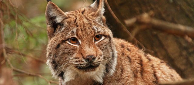 Dead female lynx from Slovenia diagnosed with heart murmur
