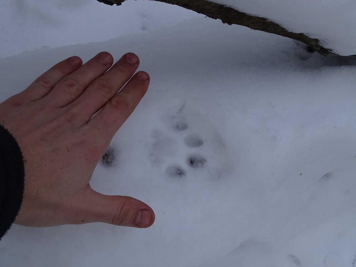 Snow tracking of the remnant lynx in Slovenian forests Life lynx