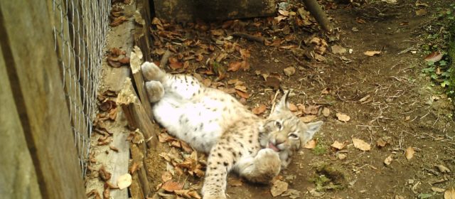 Spašavanje risa Martina