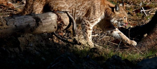 First LIFE Lynx public attitudes survey in Italy