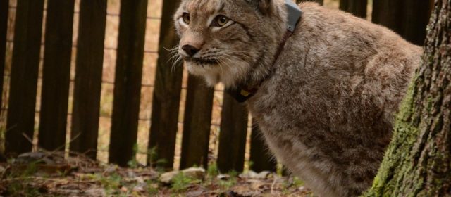 Lynx translocation after storm