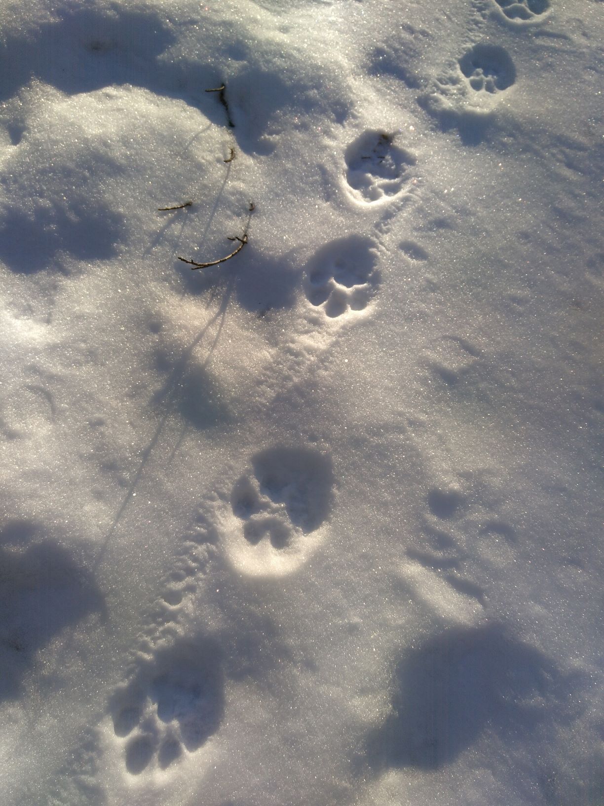 Snow tracking of the remnant lynx in Slovenian forests Life lynx