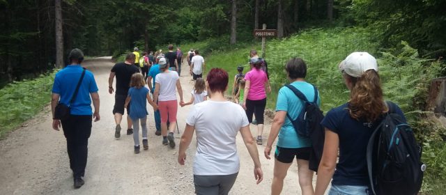 Summer in Kočevski Rog – On large carnivores tracks