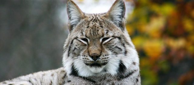 Uhvaćena dva nova risa za telemetrijsko praćenje!