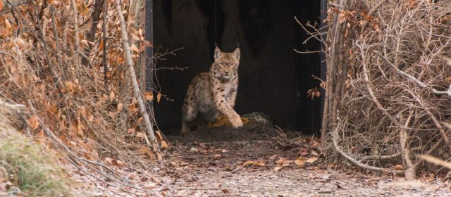Slovenian 3Lynx team collared a lynx