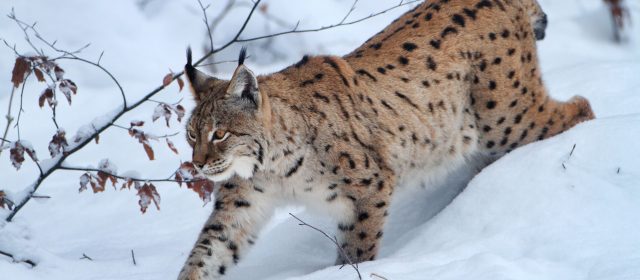 Big spots in a small population – a new scientific article by Croatian LIFE Lynx team