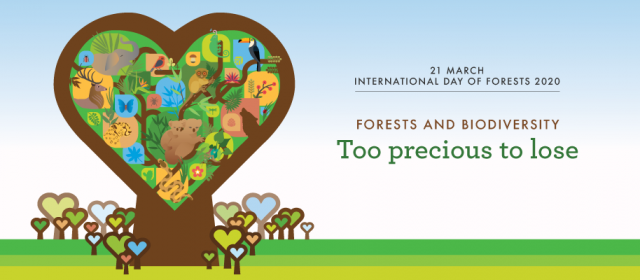 Today we celebrate the International Day of Forests