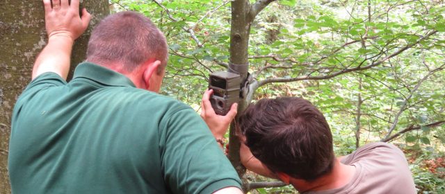 Cooperation with hunters greatly improved the lynx monitoring results in Slovenia