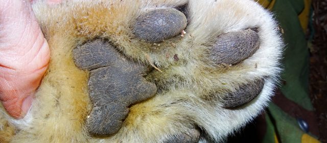 New study provides first reliable information on the ecology of the Balkan lynx