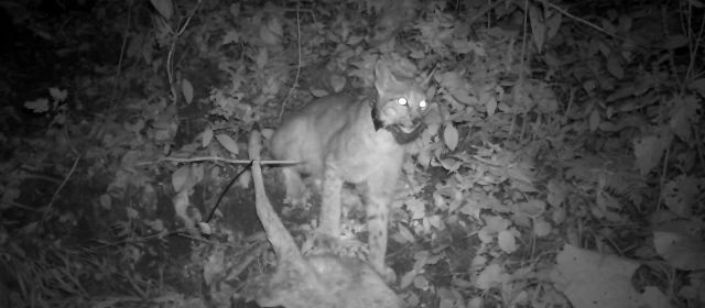 Video – lynx Boris and his prey
