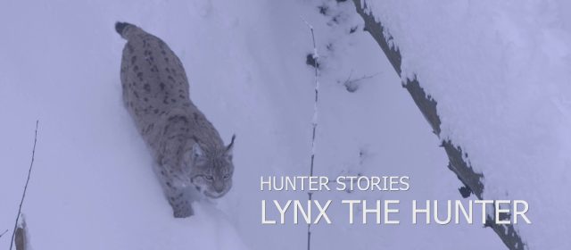 Zgodbe lovcev – Ris kot lovec