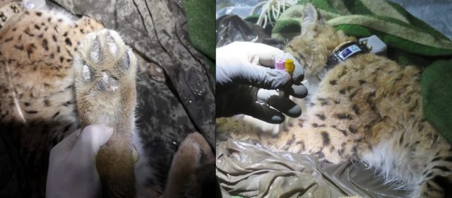 Niko–one of Teja’s kittens has a collar