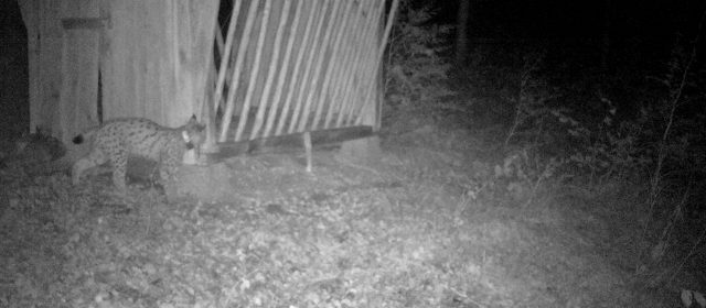 Lynx Mihec, one of the oldest lynx in the Dinarides