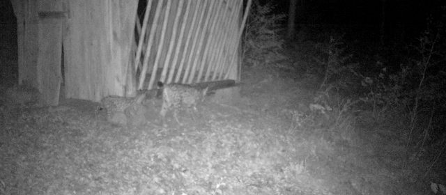 Ris Mihec, eden najstarejših risov pri nas