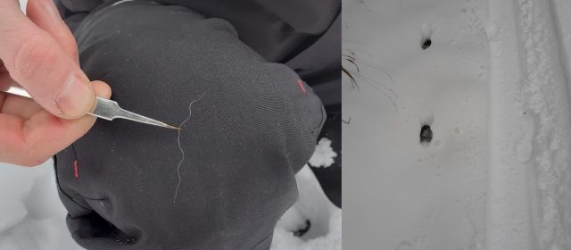 Snow tracking on Menišija plateau