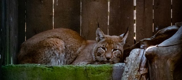Romanian team named the first female lynx Aida