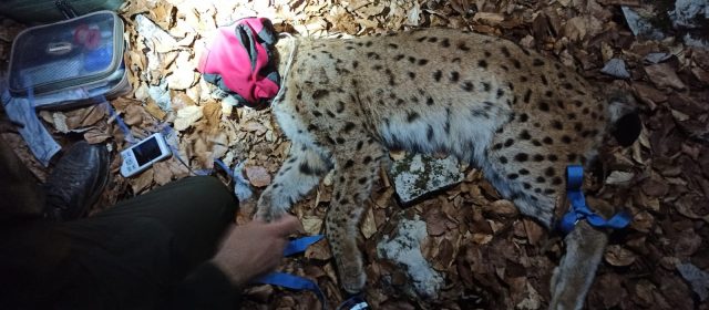 Two more lynx captured for translocation