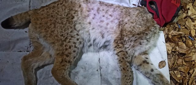 Lenka – the second female lynx captured in Slovakia