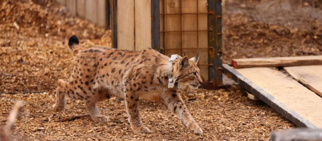 Lenka, Julija, and Tris – three more lynxes released in Gorenjska