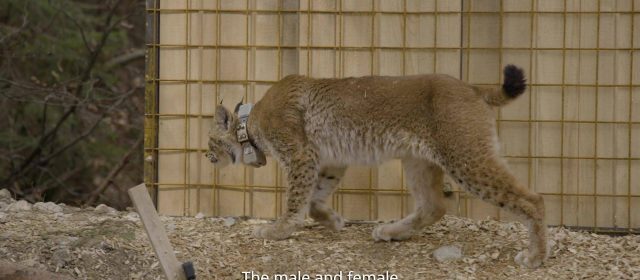 Zois and Aida – video of the release and first data from their collars