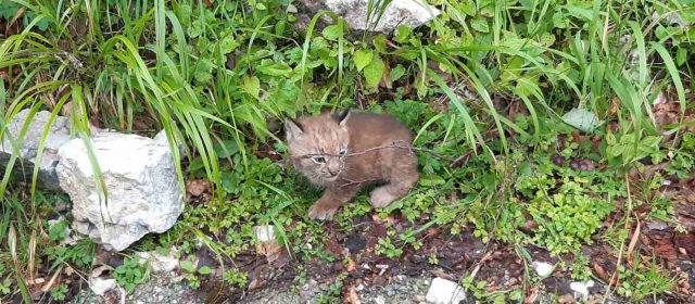 Potvrdili smo prve potomke risova koje smo naselili u slovenskim Alpama –Aida ima tri mačića!