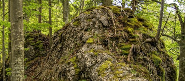 Where do lynx sleep?