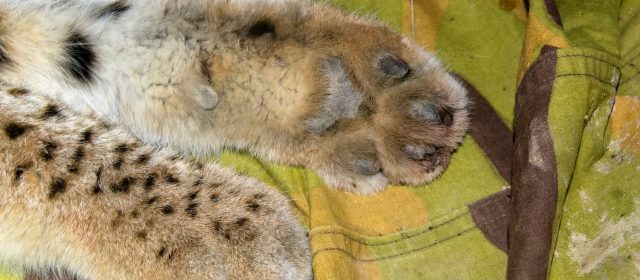 A new lynx with a telemetry collar in the Kočevsko region