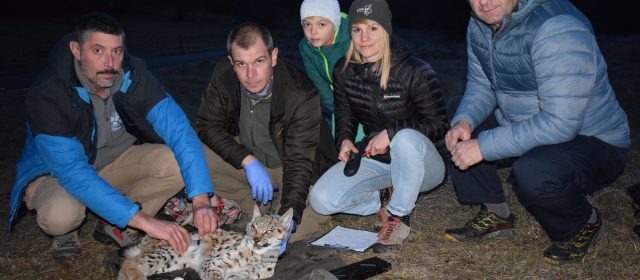 Echipa LIFE Lynx din Croația a salvat o femelă de râs blocată într-o fântână abandonată