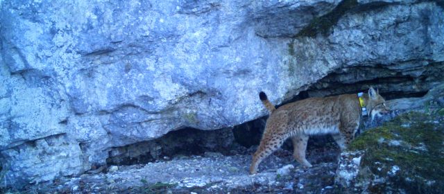 Translocated lynxes successfully reproduce to save the Dinaric SE- Alpine lynx population from extinction