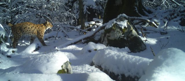 Which are the best locations to photograph lynx?