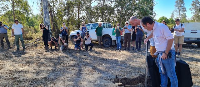 LIFE Lynx members released an Iberian Lynx into the wild in Spain