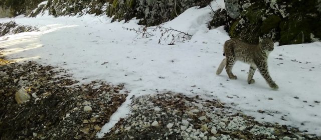 Local hunter photographed one of Aida’s offspring