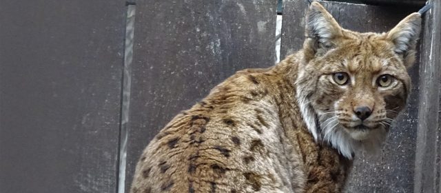 First lynx captured in Romania this year