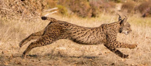 The first Iberian lynx released into the wilderness of Prekmurje