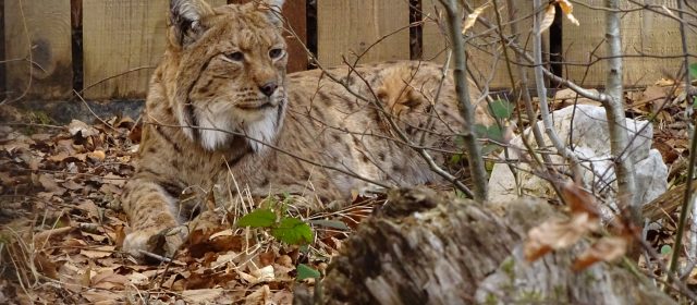 Ninth lynx from Romania arrived in Slovenia