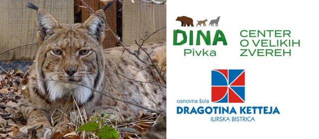 DINA Pivka and local schoolchildren will name the new lynx in Slovenia