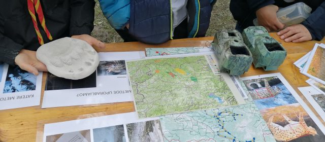 Lynx at the scouts festival