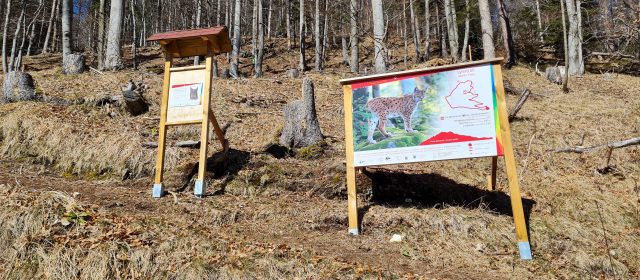 Opening of a lynx-themed educational forest path in Tarvisio
