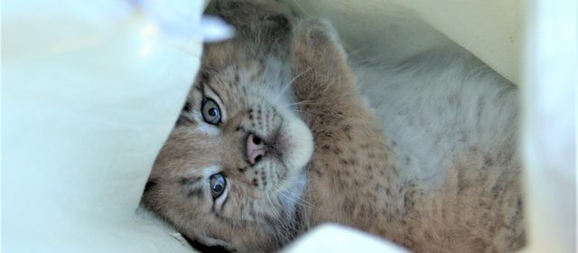 Aida, a female lynx from Slovenian Alps, has three cubs this year