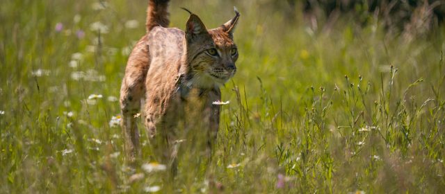 Lynx Lubomir was released in Croatian Velebit Mountains