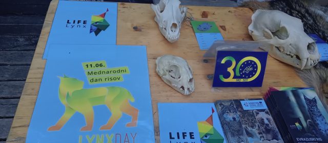 What do a lynx, canopies, and a paintbrush have in common?