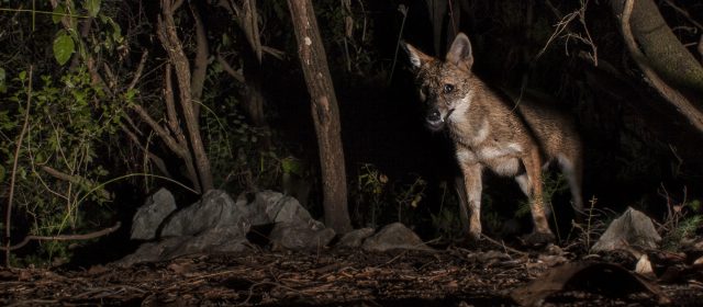 The golden jackal – new potential kleptoparasite for Eurasian lynx