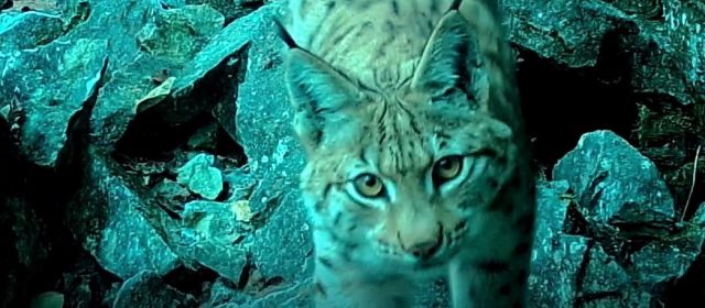 Lynx kittens in the 2021-2022 monitoring season