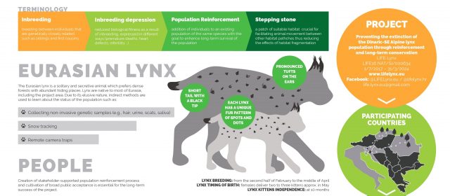 LIFE Lynx project in numbers