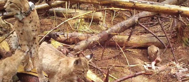 The start of camera trapping in Slovenian Alps revealed a new generation of lynx