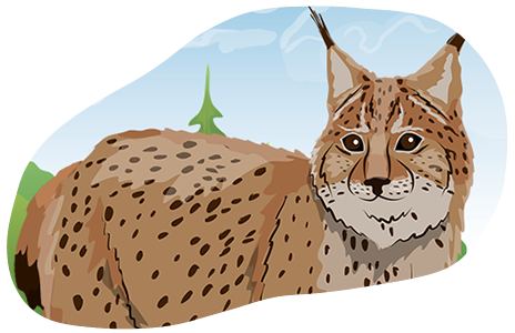 How does a lynx look like