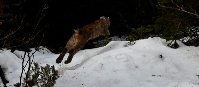 Meri, the first lynx offspring from Slovenian Alps, wearing a telemetry collar